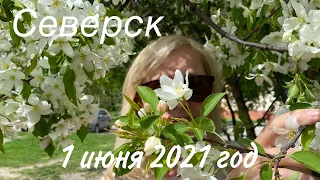 #Северск 1 июня 2021 год. Цветущий город. Улицы - Куйбышева, Кирова, Царевского