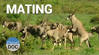 Mating. Shaba Animals  | Nature - Planet Doc Full Documentaries