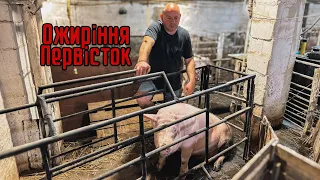 Ожиріння 2 Первісток,їдуть на забій❌7 місяців на вітер