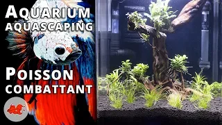 Aquascaping aquarium for Betta splendens