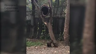 ВИДЕО ПОСЕТИТЕЛЕЙ САФАРИ ПАРКА