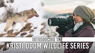 Introducing the Kristi Odom Wildlife Photography Series!