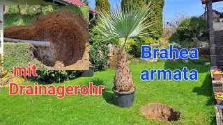 Brahea armata 🌴 80 cm Stamm auspflanzen mit Drainagerohr. Butia capitata, Trachycarpus, Washingtonia