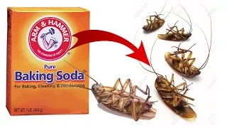 DIY Natural Cockroach Killer using Baking Soda