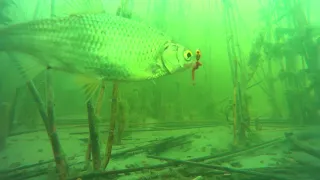 Чаны апрель рыбалка подводная съемка