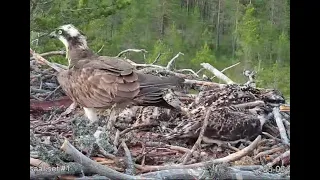 Ossi returns with fish for the survivors after the fatal attack: Satakunta Osprey nest 1 25 Jun 2021