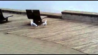 Чайки разговаривают / Seagulls are talking