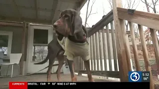 18-month-old bloodhound a victim of animal cruelty