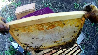 Сила семьи,Зимовка пчел  Пчеловодство 2020