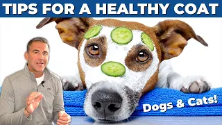 Five ways to keep your pet's coat healthy and shiny - Dogs and Cats!