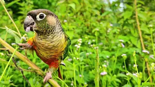 Today I came to visit the forest and eat flowers : green cheek conure sounds.