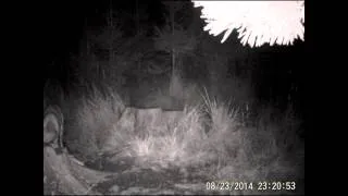 2. Camera trap (Fotopast) - Doe (Srnka)