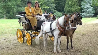 ponys & paarden & koetsen op het kasteeldomein de herten oostkamp 4K