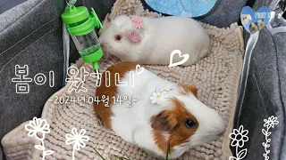 2024년 4월의 봄 l 기니피그일상 l 기니피그산책 l 집앞마실🌸 l 옹감자❤️ l guineapig