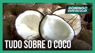Paixão nacional: conheça os mitos e verdades sobre o coco