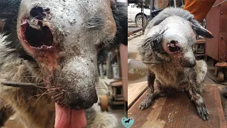 Rescued Little Dog Who Was Being Eaten alive By Worms
