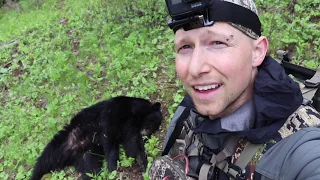 2020 British Columbia Spring Black Bear Hunting Part 2 - Cutting Tags
