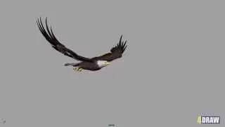 3D ANIMATION 4DRAW - Eagle Flight Cycle