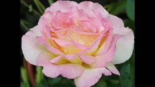 Чайно-гибридная роза ГЛОРИЯ ДЕЙ (Rose Gloria Dei)
