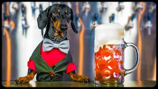 A Pint of Toilet Water Please! Cute & funny dachshund dog video!