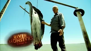 "A Genuine River Monster" | STINGRAY| River Monsters