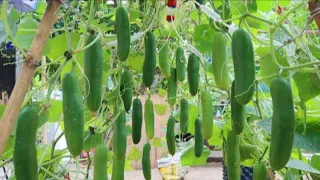 How to grow Cucumbers vertically, extremely lots of fruit, Growing cucum..