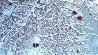 Jesus Christ, the Apple Tree — Choir of St John's College, Cambridge