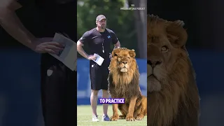 Dan Campbell REALLY wants a pet lion 🤣 #NFL #DetroitLions #Lions