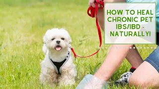 Heal your Pet's IBS/IBD NATURALLY!