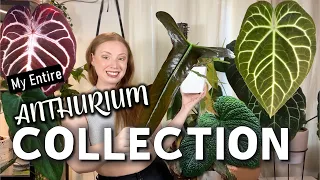 Full Anthurium Collection Tour | 50+ Plants from Common to ULTRA Rare