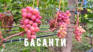 Басанти