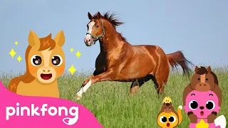 Baby Horse, Trot Trot | Baby Animals Songs | Pinkfong for Kids