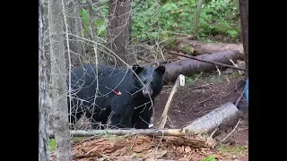 Black bear shot at 15 yards!!! - Bowhunting Blackbear