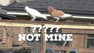 Trapped 2 new pigeons / easy traps 2 new pigeons @Racingpigeons316