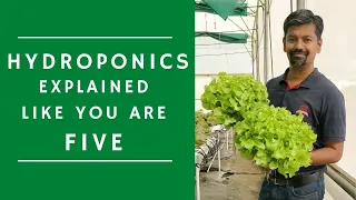 Basic Hydroponics Explained for Beginners