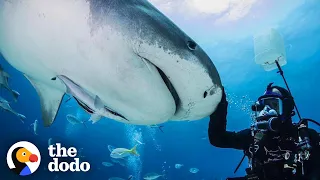 Guy And Wild Shark Have Been Best Friends For Decades | The Dodo Wild Hearts