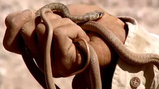 Yémen : les chasseurs de serpents