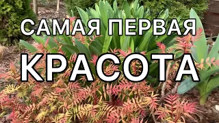 Прогулка по саду. Хвойные, розы, многолетники, луковичные.