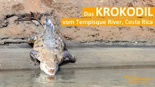Das Krokodil vom Tempisque River, Costa Rica