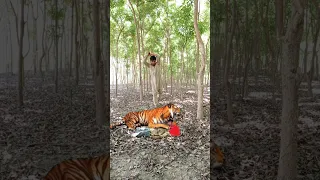 Big tiger attack man in forest🌳🌲🌲#tiger #animal #forest #junglekatiger #viral #shorts #shortvideo