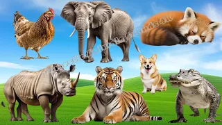 Cute Little Farm Animal Sounds: Giraffe, Panda, Polar Bear, Reindeer, Bird | Animal Moments
