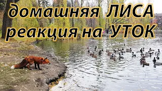 Домашня Лиса видит уток впервые. Реакция на птиц.