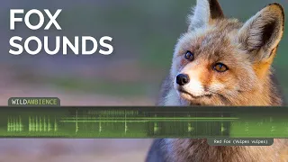 Fox Sounds & Call - Scary scream, barking call & howling noises by a wild Red Fox at night.