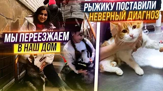 Нам одобрили ипотеку, мы переезжаем и забираем моих подопечных😻 Меняю доктора рыжику🤦‍♀️