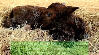 How does biochar affect the development and productivity of cows?