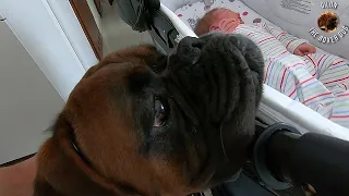 Boxer dog meets newborn baby