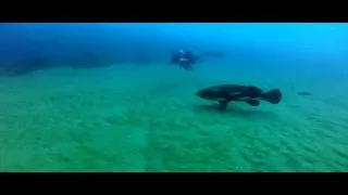 A goliath grouper eating a lionfish...