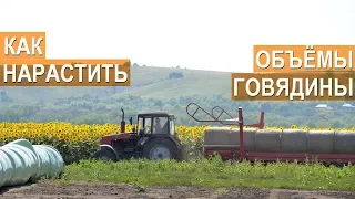Спиваков А.А. О необходимости наращивания объемов производства говядины в России