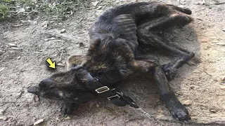 Dieser Hund war sechs Monate lang ausgehungert, als man ihn fand, der arme Kerl atmete kaum noch