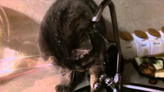 Кошка моется под краном